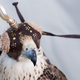 Image for article titled Falconers in Abu Dhabi Train Their Raptors With Drones